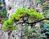 2 Days Huangshan Tour (overnight on the mountain top)