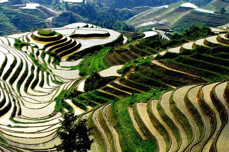 1 Day longji Tour